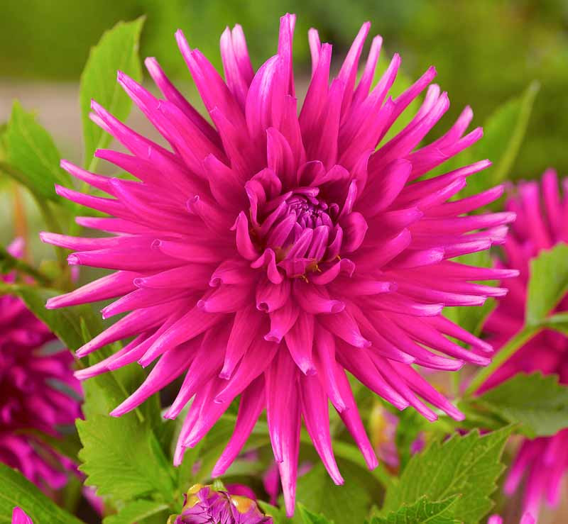 Dahlia 'Purple Gem'